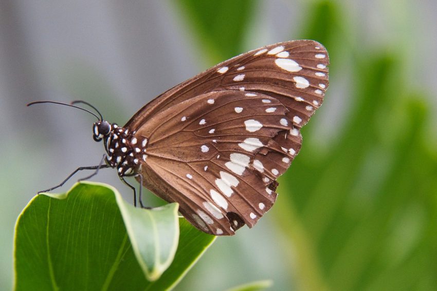 Butterfly abundance at Paradise Street Neighbourhood Garden #WestEnd