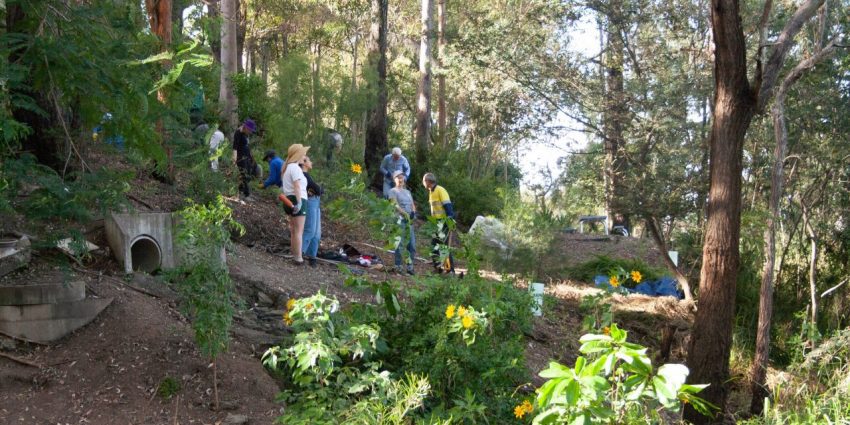 Highgate Hill Gully Restoration: Dr Manon Griffiths Parkland